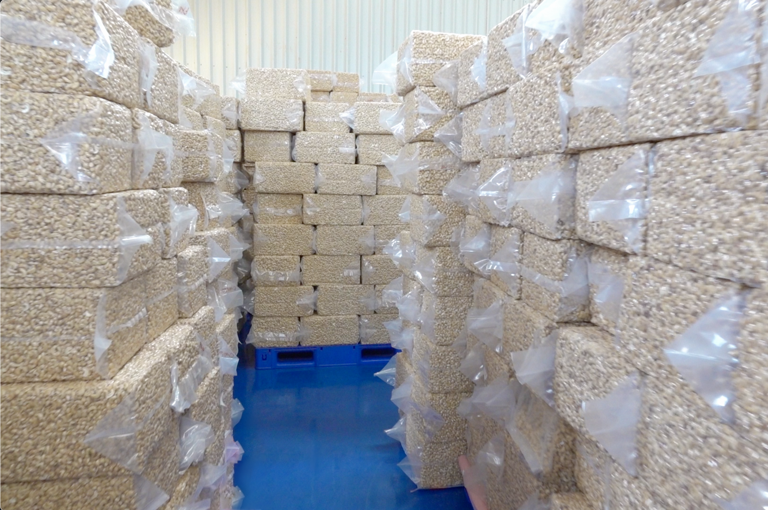 export noix de cajou cajou 1