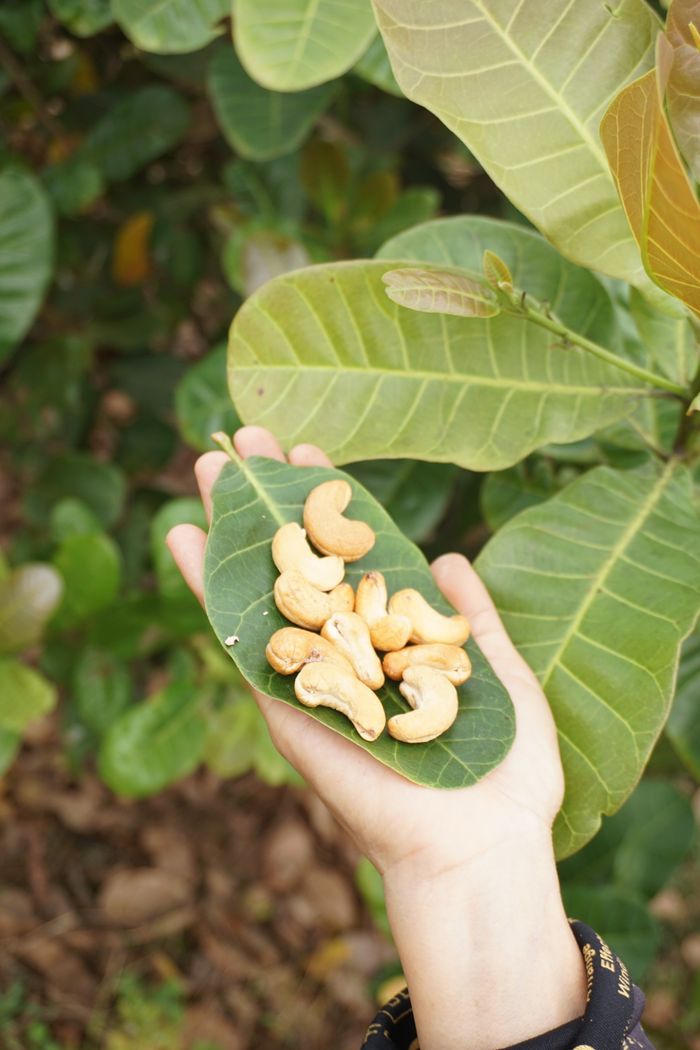 Hand holding fresh cashews on a leaf amidst green foliage, captured outdoors.